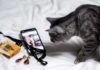 6-Factors-You-Need-To-Consider-Before-Buying-Smart-Pet-Cameras-on-coreinfluencer