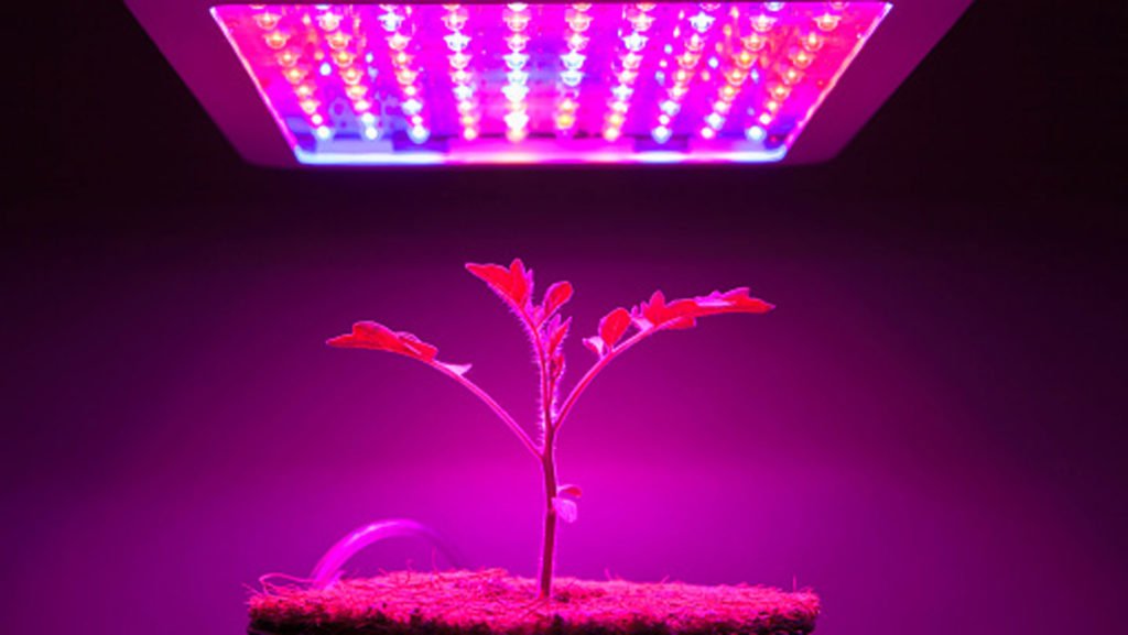5-Types-of-Hydroponic-Lights-that-Help-Plants-Grow-Efficiently-on-coreinfluencer