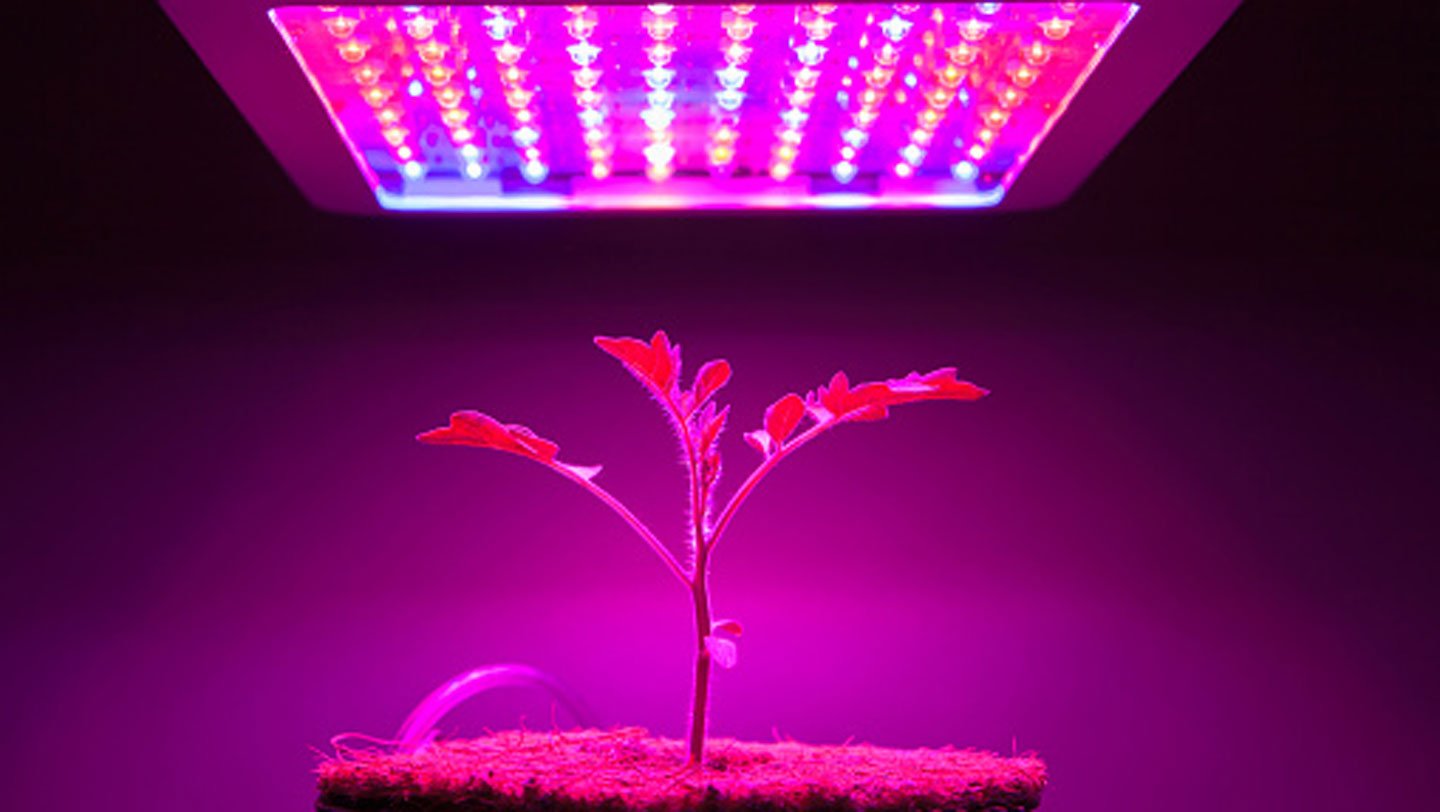 5 Types of Hydroponic Lights that Help Plants Grow Efficiently