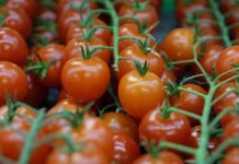 From-Green-To-Great-The-Tale-Of-Mealy-Tomatoes-And-Their-Redemption-on-coreinfluencer