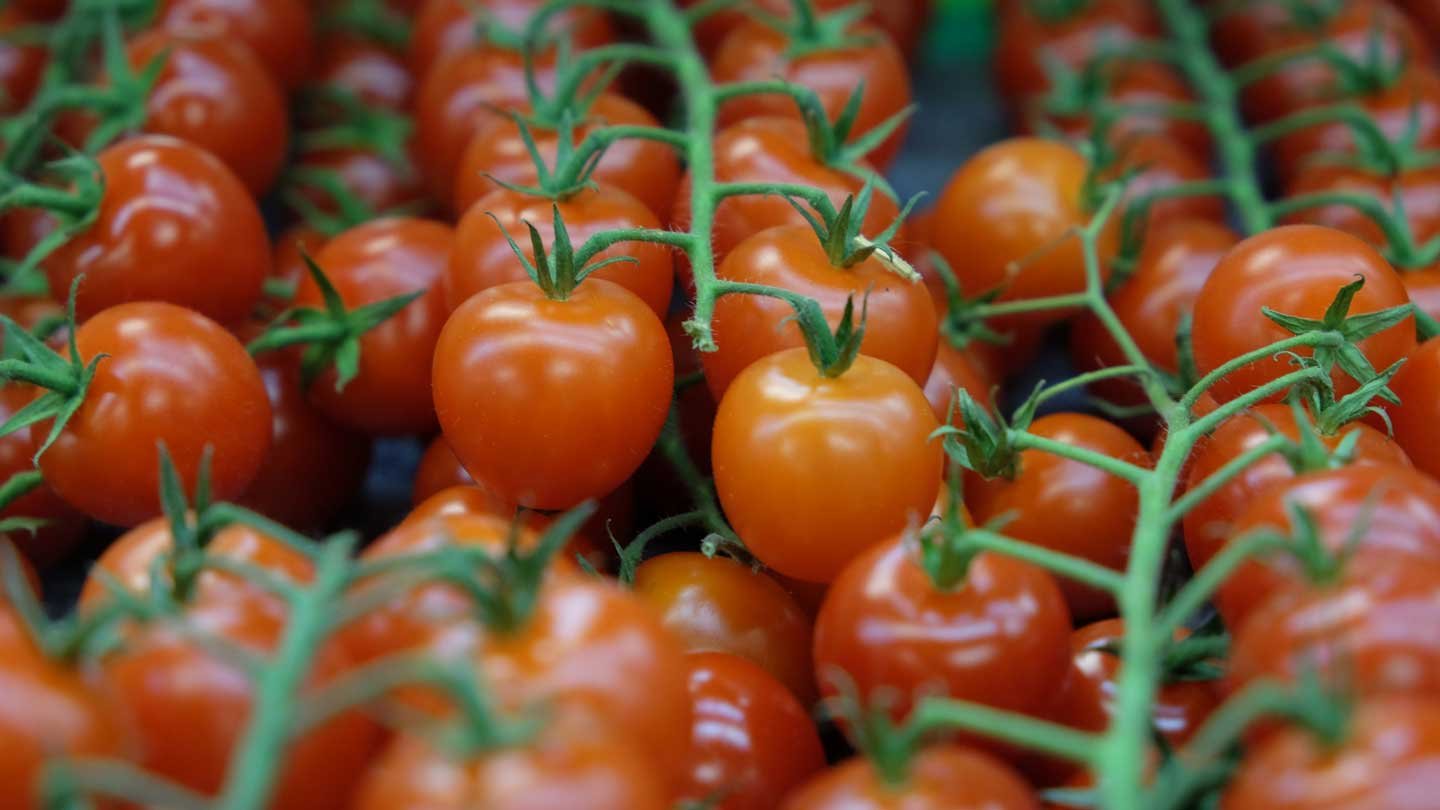 From Green To Great: The Tale Of Mealy Tomatoes And Their Redemption