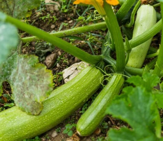 Monster-Zucchini-How-To-Grow-Massive-Plants-And-Squash-on-coreinfluencer