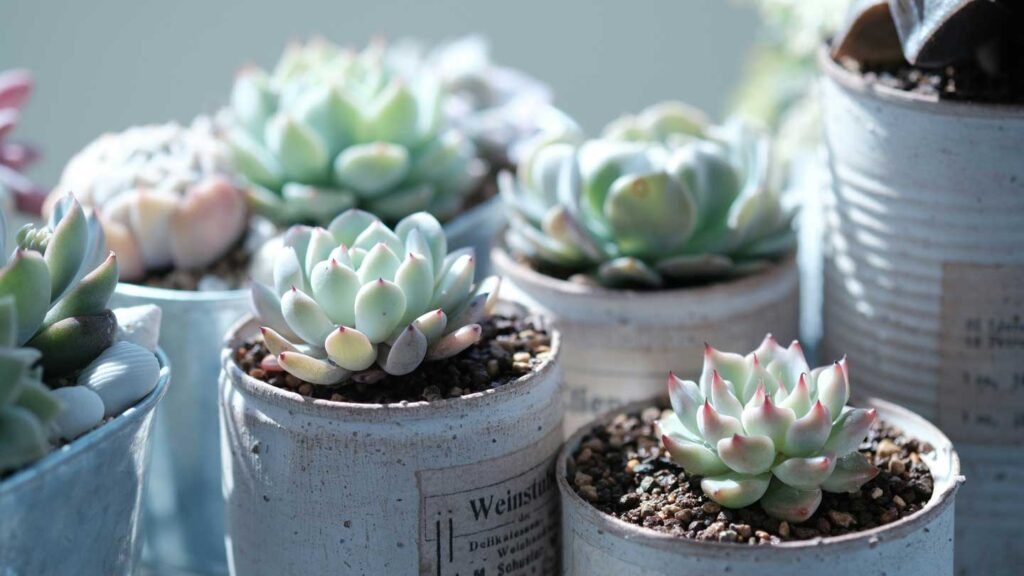 Succulent-Success---Mastering-The-Art-Of-Succulent-Plant-Care-on-coreinfluencer
